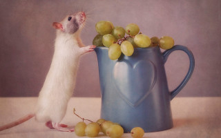 Mouse blue pitcher grapes tablecloth - a mouse free wallpaper