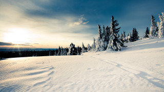 Skiing snowy mountains trees sunset - sunset free wallpaper