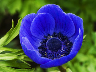 Blue flower green background bokeh - synchromism free wallpaper