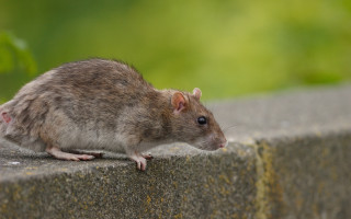 Rat ledge sun food animal - brenda chamberlain free wallpaper