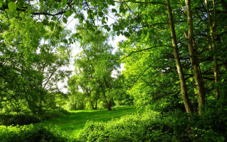 Lush green forest trees bushes - lot of trees free wallpaper