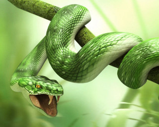 Green snake mouth open branch - the background and a blurry background free wallpaper