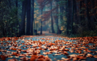 Autumn leaves road forest city - a road free wallpaper