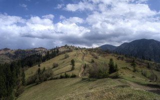 Grassy hill dirt road trees - a grassy hill free wallpaper