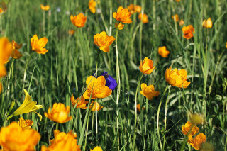 Blue bird yellow flower impressionist - a blue bird free wallpaper