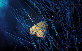 Yellow leaf forest night starry - a yellow leaf free wallpaper