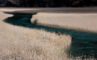 Dry stream forest bushes sunny - a dry grass field next free wallpaper