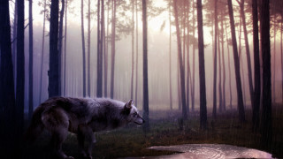 Wolf forest sunbeam puddle gothic - free forest wallpaper