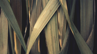 Plant long leaves black background - a close up of a plant free wallpaper
