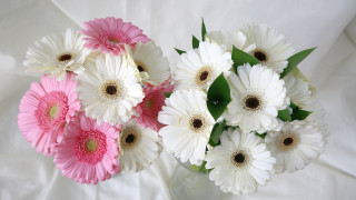 White flower vase orphism bouquet - still free wallpaper