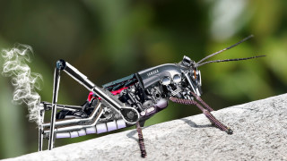 Bug long legs tail cigarette - its mouth free wallpaper