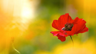 Red flower bee field autumn - a bee free wallpaper
