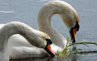Two swans swimming eating water - symmetric free wallpaper
