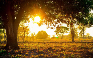Autumn sunset forest light bush - the ground and the ground free wallpaper