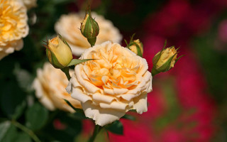 Yellow white rose rococo jigsaw - other flower free wallpaper