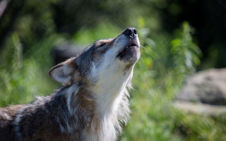 Wolf looking up nature blurry - caspar wolf free wallpaper