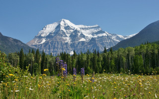 Mountain forest flower blue sky - derek chittock free wallpaper