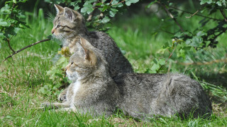 Cat grass puzzle animals nature - one cat free wallpaper