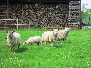 Sheep field barn flowers fence - a field next free wallpaper