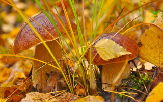 Mushrooms forest leaves autumn blurry - a yellow leaf free wallpaper