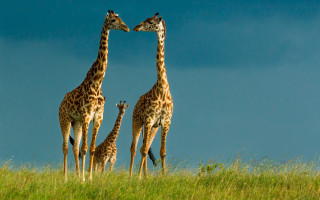 Giraffes grassy field sky wildlife - a grassy field free wallpaper