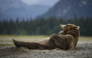 Brown bear rocky beach mountains - david begbie free wallpaper