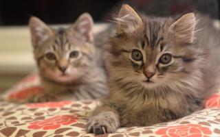 Kittens laying bed sad look - a sad look free wallpaper