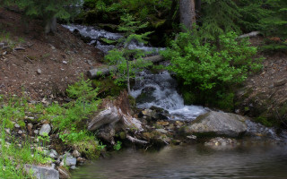 Forest stream bear waterfall impressionist - a bear free wallpaper