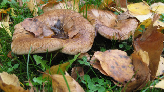 Mushrooms green field leaves forest - a lush green field free wallpaper