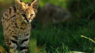 Cat grassy field blurry background 3 - a grassy field free wallpaper