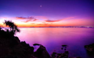 Purple sunset water palm city - a palm tree in the foreground free wallpaper