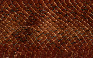 Snake texture black border white - a black border free wallpaper