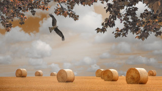 Bird hay bales clouds tree - the background and a tree in the foreground free wallpaper
