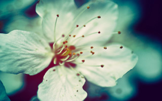 White flower blue background macro - derold page free wallpaper for desktop