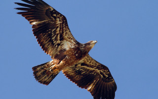 Large bird flying blue sky 2 - head free wallpaper
