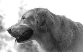 Dog tongue out trees hyperrealism - its tongue free wallpaper