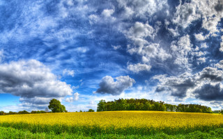 Grass trees cloudy sky horizon - colorful cloud free wallpaper