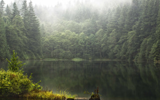 Lake forest fog trees nature 2 - fog in the air free wallpaper