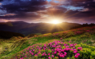 Flower field sunset mountains nature - a field of flowers free wallpaper
