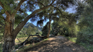 Dirt road trees mountain blue 2 - elbridge ayer burbank free wallpaper