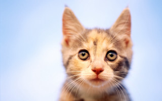 Kitten sad eyes blue sky - a blue sky background free wallpaper