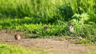 Birds grass trail flowers shallow - the camera and the other free wallpaper