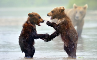 Bears playing foggy woods water - two bear free wallpaper