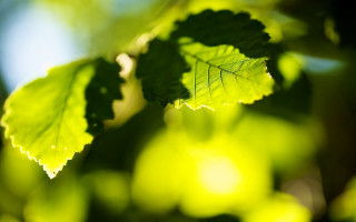 Leaf sharpened bokeh sunshine macro - a close up of a leaf free wallpaper