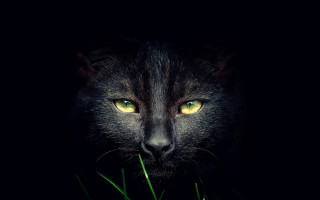 Black cat yellow eyes gothic 6 - symmetrical eye free wallpaper