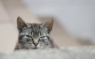 Cat laying closed eyes blurry 4 - neoplasticism free wallpaper