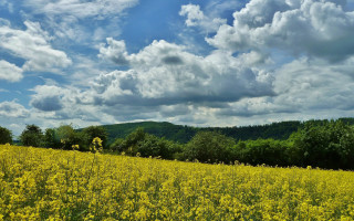 Yellow flower field mountain clouds - widescreen free wallpaper