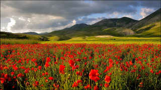 Red flower mountains sky field - a green field free wallpaper