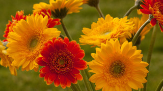 Flower bouquet vase outside sunset - a table outside free wallpaper