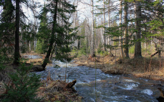 River forest pine trees nature - arkhip kuindzhi free wallpaper